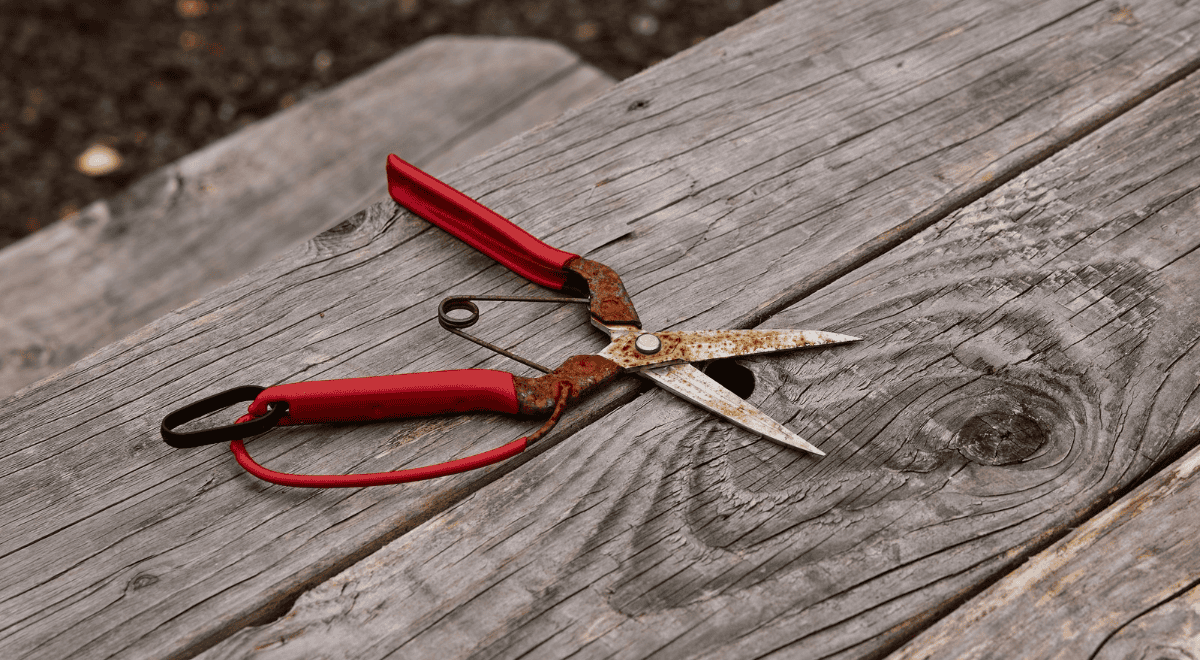 Garden shears to cut back peonies for winter at a Farmgirl Flowers peony field