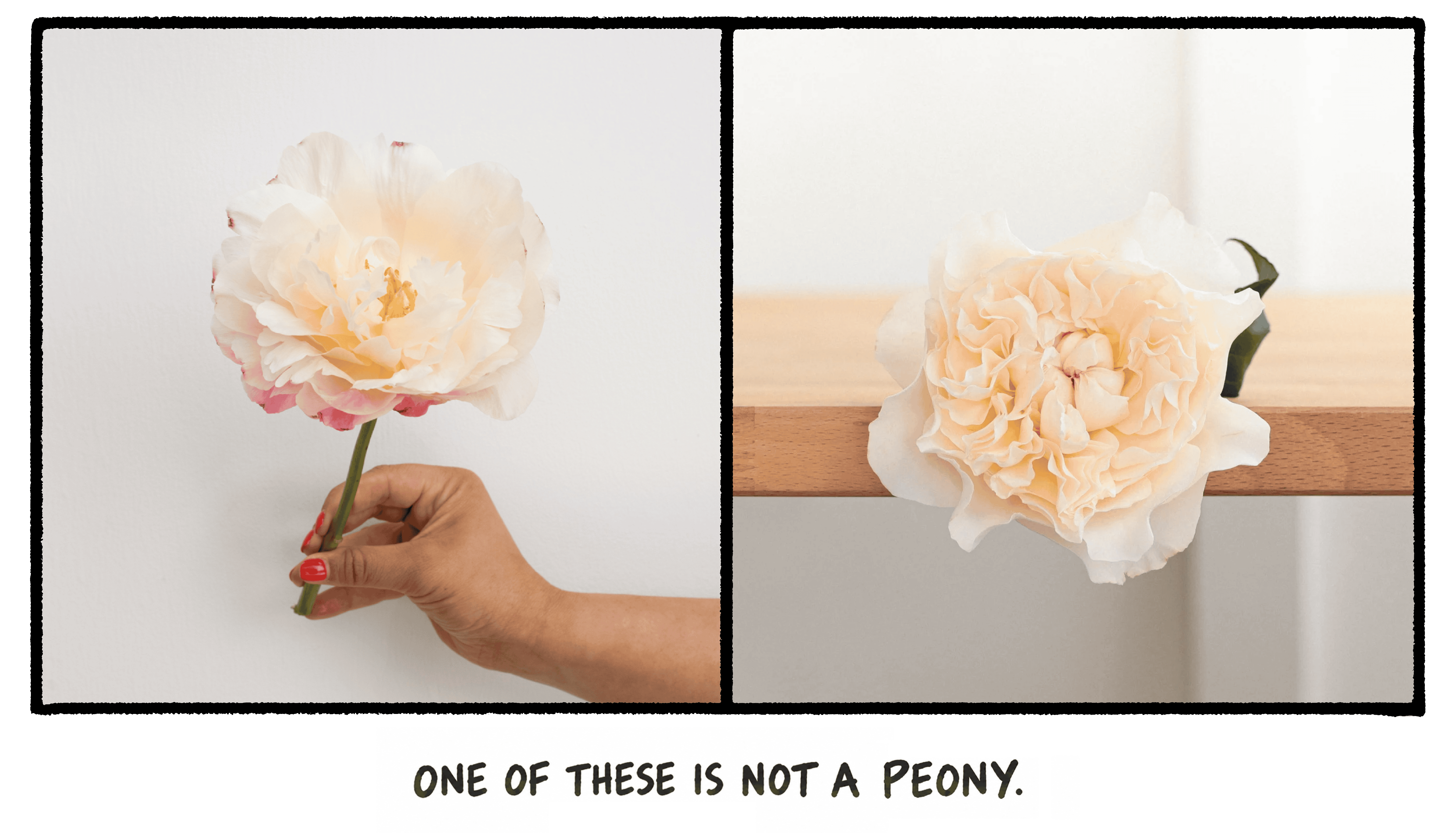 Two pale blush ruffled blooms - one held in a hand - one on a wooden shelf - captioned one of these is not a peony