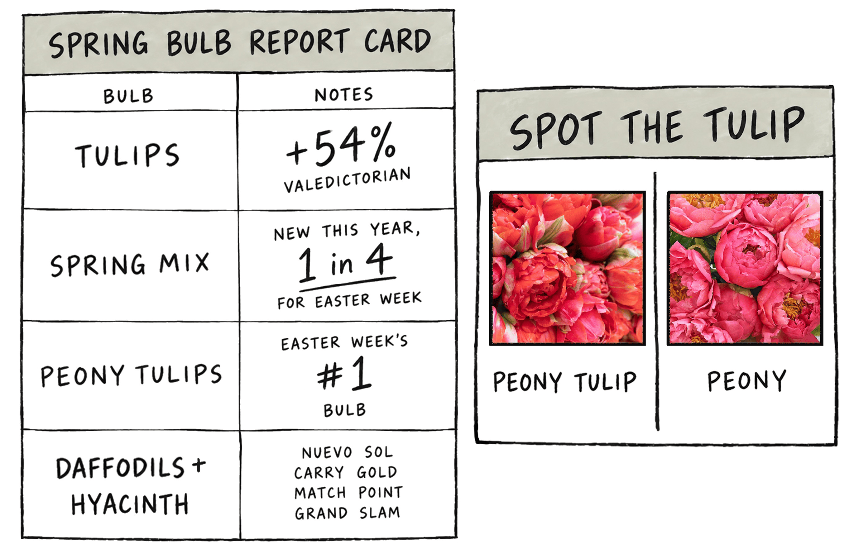 Spring bulb report card - tulips up 54 percent - spring mix was 1 in 4 for Easter week - peony tulips were the number 1 Easter week bulb - spot the tulip game comparing a peony tulip and a peony